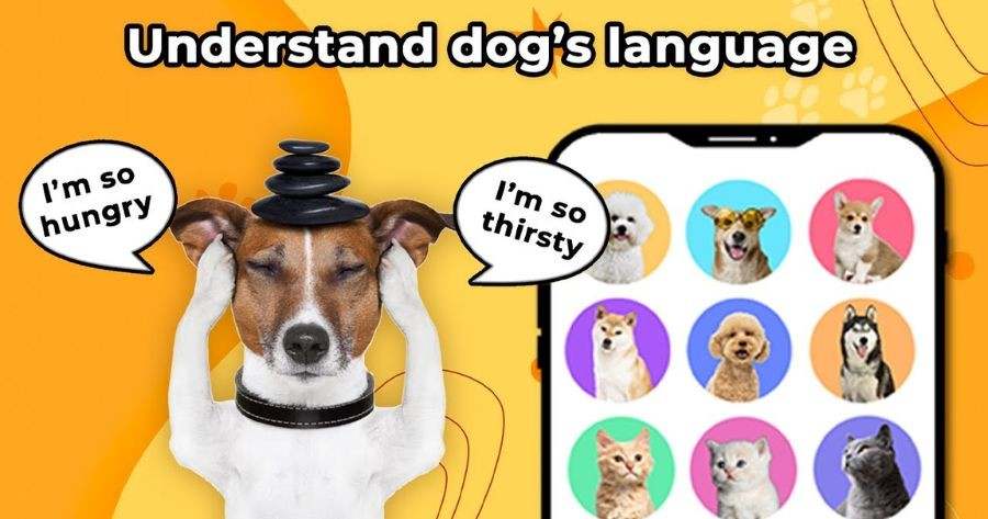 Can You Really Understand Your Petโs Words?